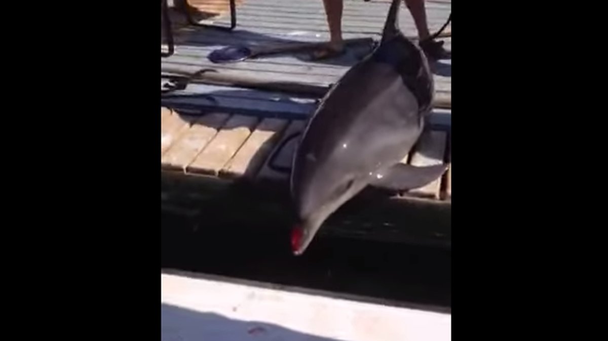 Delfinen skadade sin nos och fena när den hoppade upp i båten. 